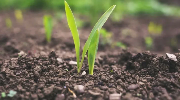 Pay attention to the taboos of mixing fertilizers to avoid fertilizer damage